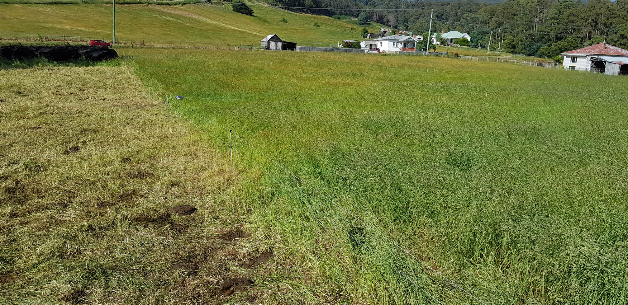Cattle grazing in a paddock of long green grass, showing that 100% ground cover is retained before and after grazing.